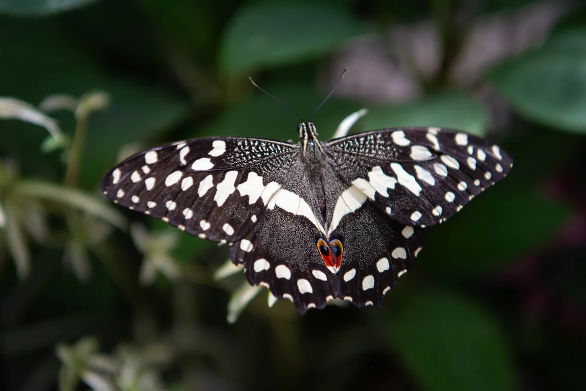 Impressionen vom Schmetterlingshaus im Gartencenter Meier in Dürnten